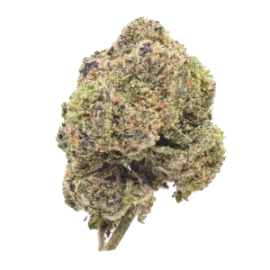 Fun Dip - Hybrid / Grade: 3A